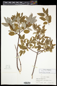 Salix pyrifolia image