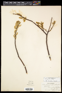 Salix pyrifolia image