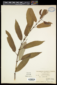 Salix eriocephala var. eriocephala image