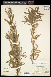 Salix eriocephala var. eriocephala image