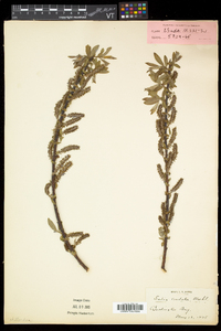 Salix eriocephala var. eriocephala image