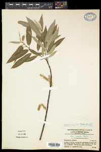 Salix eriocephala var. eriocephala image