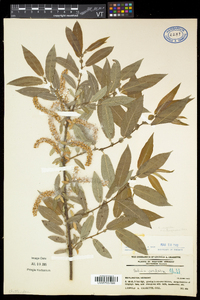 Salix eriocephala var. eriocephala image