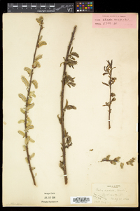 Salix eriocephala var. eriocephala image