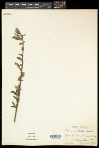 Salix eriocephala var. eriocephala image