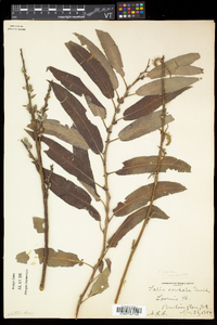 Salix eriocephala var. eriocephala image