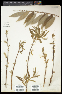 Salix eriocephala var. eriocephala image