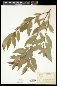 Salix eriocephala var. eriocephala image