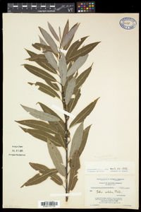 Salix eriocephala var. eriocephala image