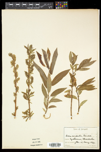 Salix eriocephala var. eriocephala image