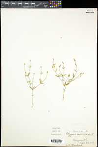 Polygala verticillata image