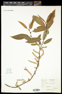 Salix eriocephala var. eriocephala image