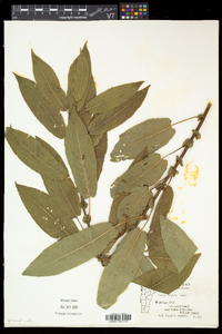 Salix eriocephala var. eriocephala image