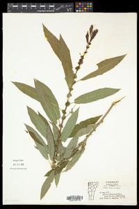 Salix eriocephala var. eriocephala image