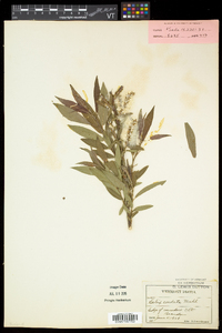 Salix eriocephala var. eriocephala image