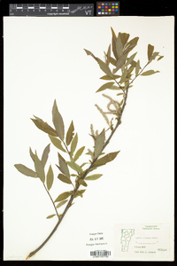 Salix eriocephala var. eriocephala image