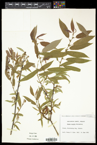 Salix eriocephala var. eriocephala image