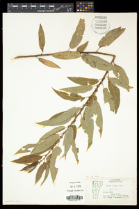 Salix eriocephala var. eriocephala image