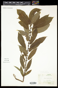 Salix eriocephala var. eriocephala image