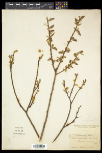 Salix eriocephala var. eriocephala image