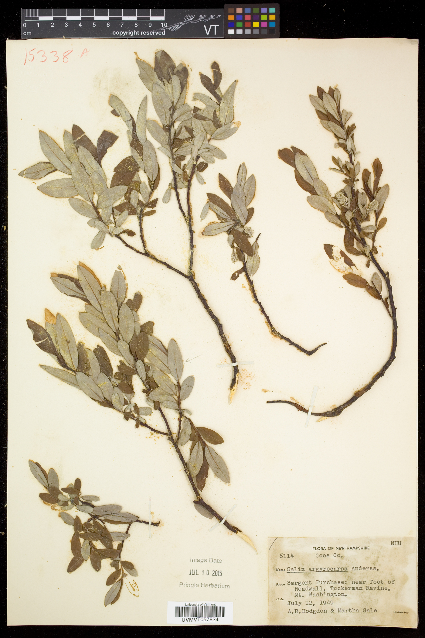 Salix argyrocarpa image