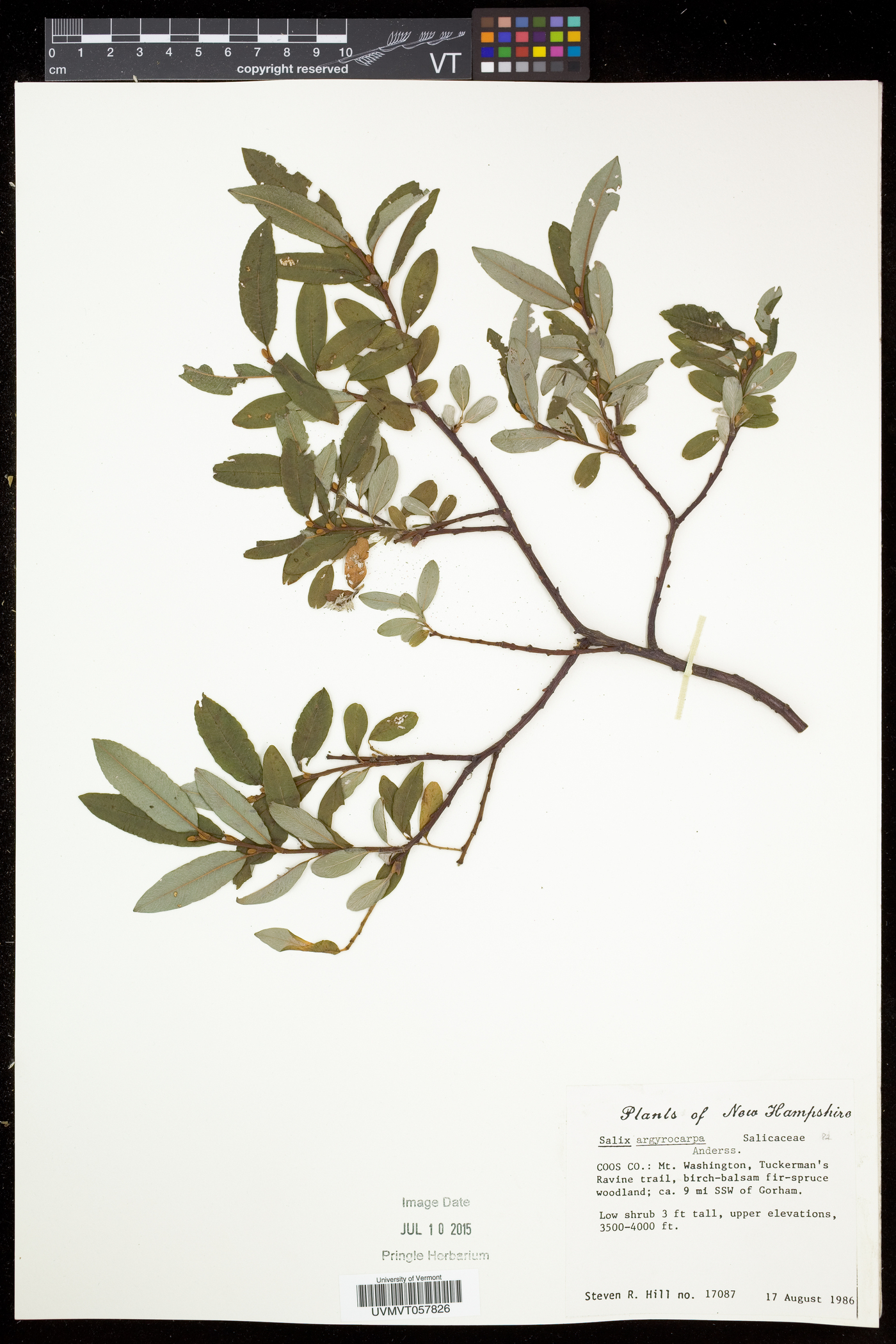 Salix argyrocarpa image