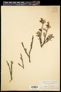 Salix planifolia subsp. planifolia image