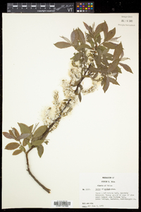 Salix eriocephala var. eriocephala image