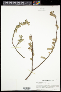 Salix eriocephala var. eriocephala image