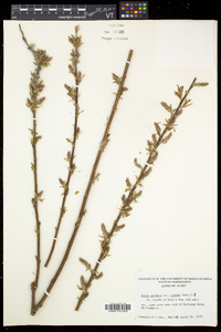 Salix eriocephala var. eriocephala image