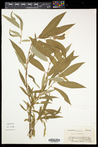 Salix × fragilis image