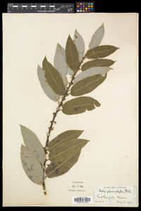 Salix myricoides image