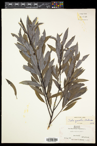 Salix petiolaris image