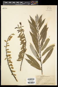 Salix petiolaris image