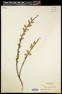 Salix petiolaris image