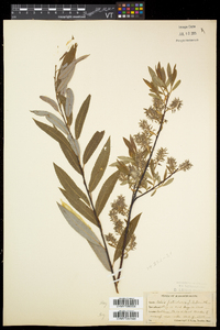 Salix petiolaris image