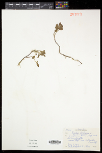 Salix herbacea image