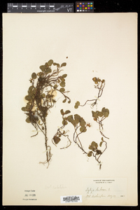 Salix herbacea image