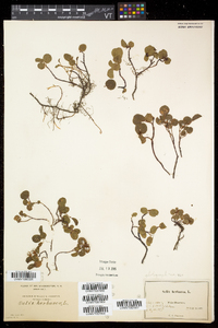 Salix herbacea image