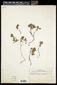 Salix herbacea image