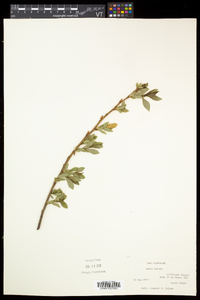 Salix lucida image