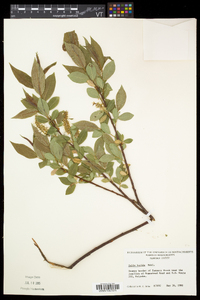 Salix lucida image