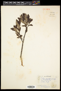 Salix planifolia image