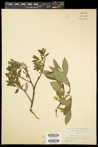 Salix planifolia subsp. planifolia image