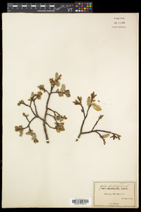 Salix planifolia subsp. planifolia image