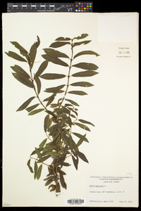 Salix purpurea image