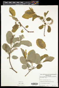 Salix pyrifolia image