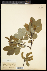 Salix pyrifolia image