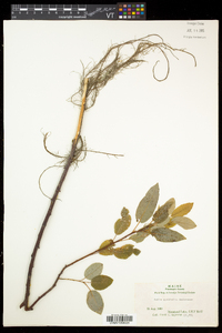 Salix pyrifolia image