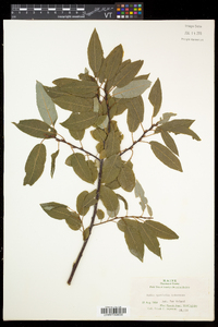 Salix pyrifolia image